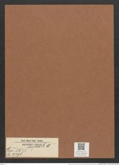 Surirella duplex L.W. (de-Toni-Nr.: Genus 53, Species 2296) Zeichnungen Sammlung Grunow Mappe 02500 (Herbarium_W_Grunow_drawings_Folder_02500)